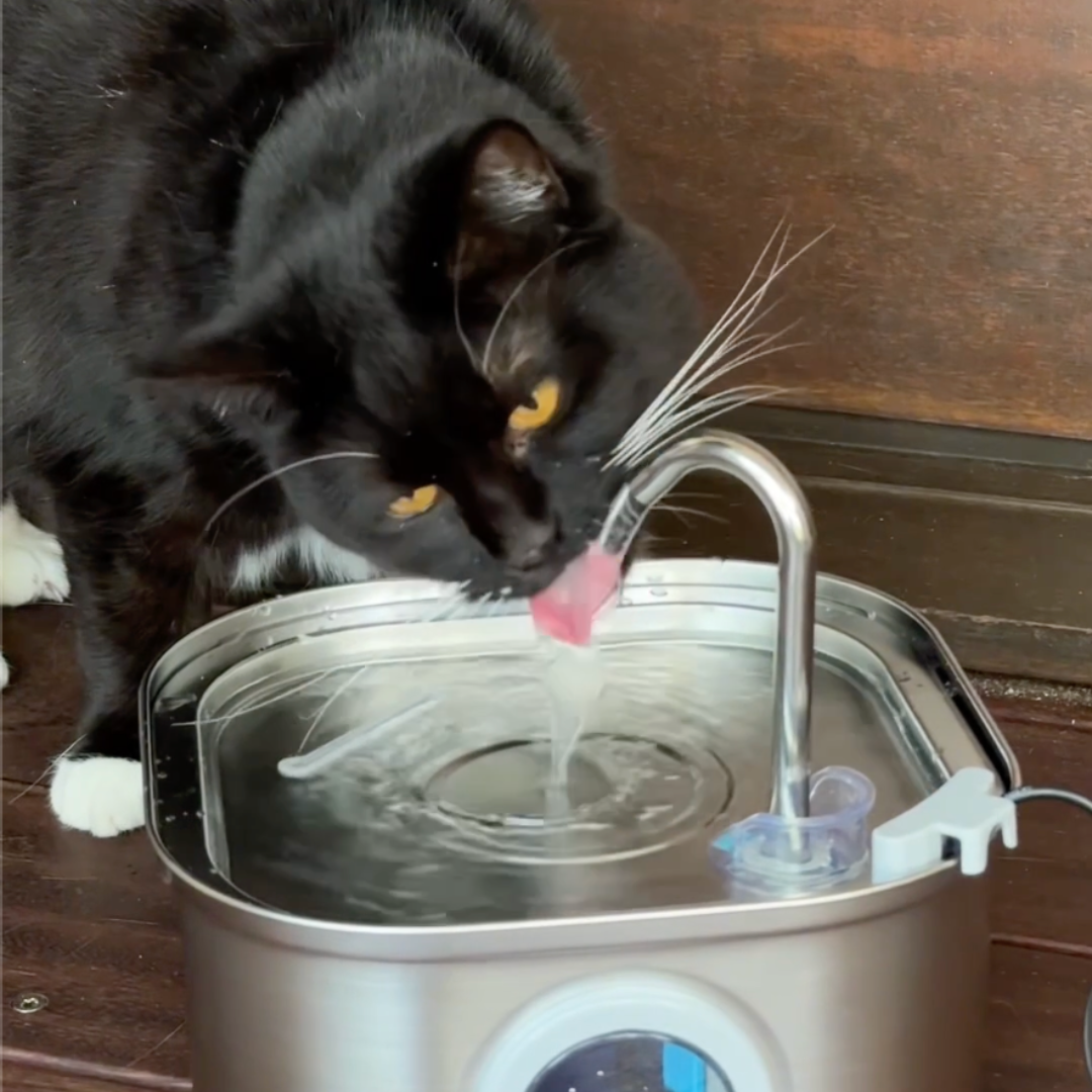 Give Your Cat a Longer, Healthier Life with HydroPet™